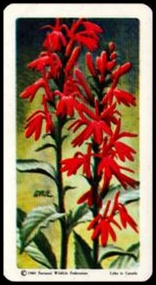 42 Cardinal Flower